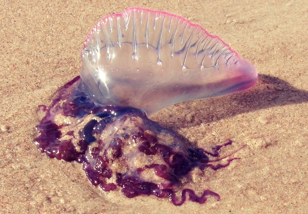 falsa medusa carabela portuguesa